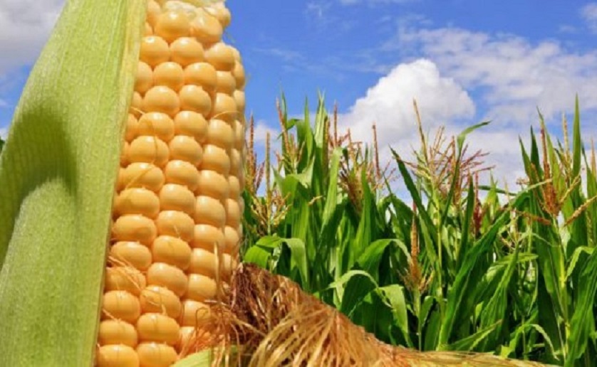 Fotografía de actividades agrícolas relacionadas con el crédito de Habilitación y Avío